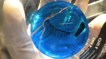 化妝品新聞 cbo 化妝品財經(jīng)在線 最權威的化妝品產(chǎn)業(yè)財經(jīng)媒體